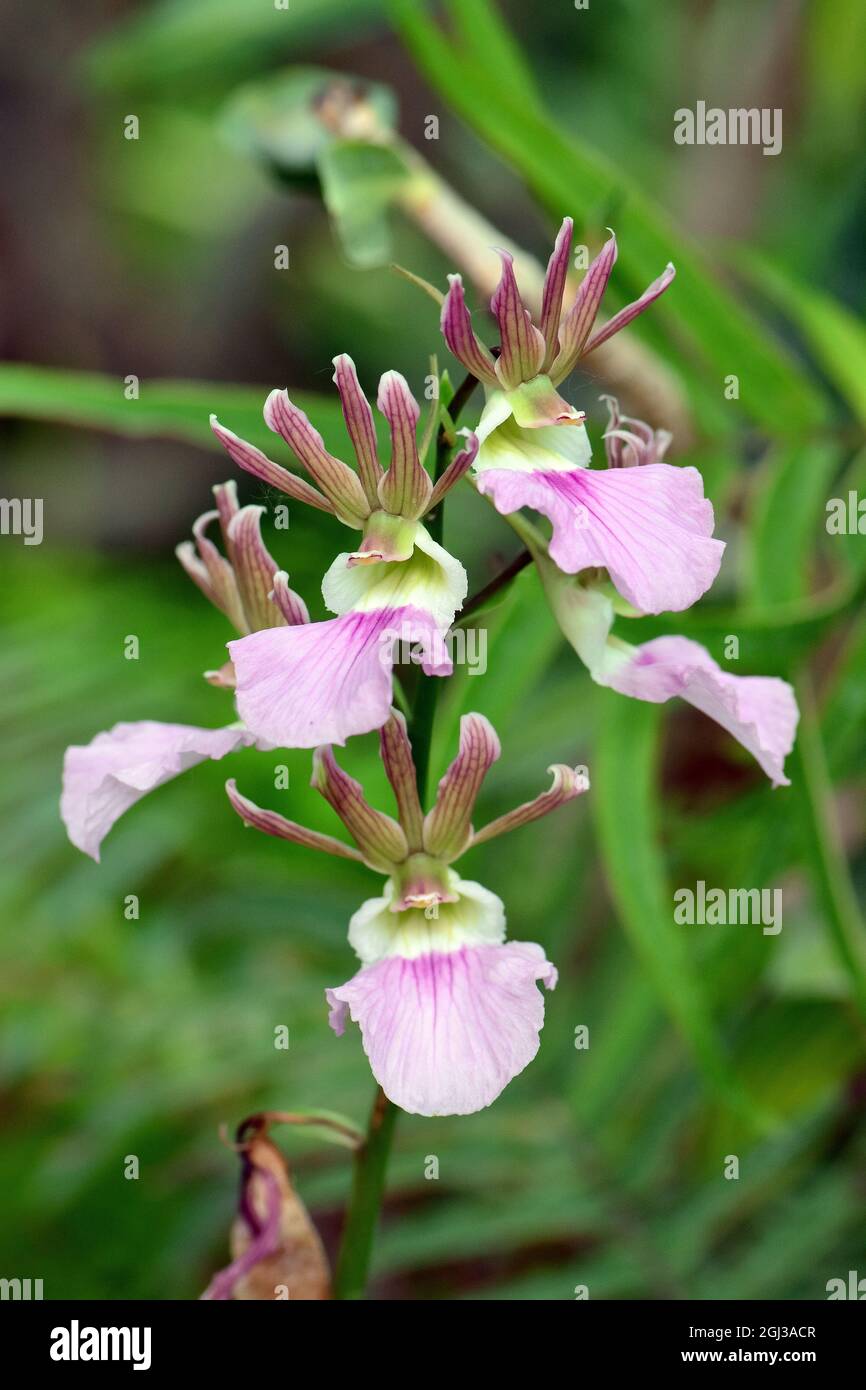 Guinea Eulophia, broad-Leaved ground orchid, Eulophia guineensis, orchidea, Africa Stock Photo