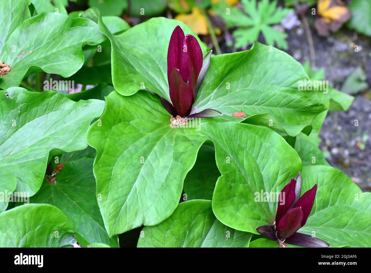 giant trillium, giant wakerobin, common trillium, Trillium chloropetalum, óriás hármasszirom, America Stock Photo