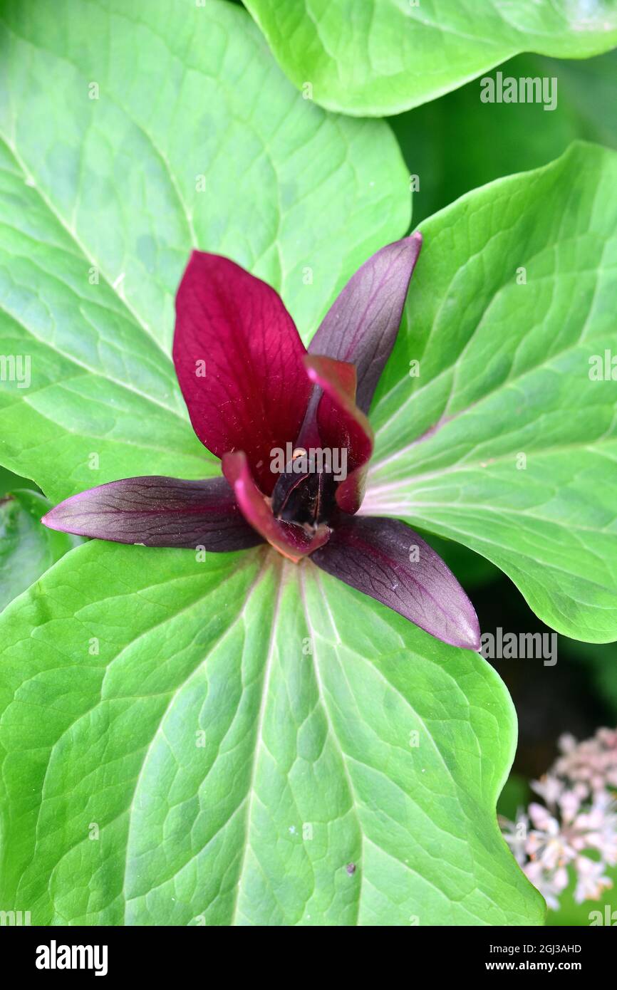 giant trillium, giant wakerobin, common trillium, Trillium chloropetalum, óriás hármasszirom, America Stock Photo