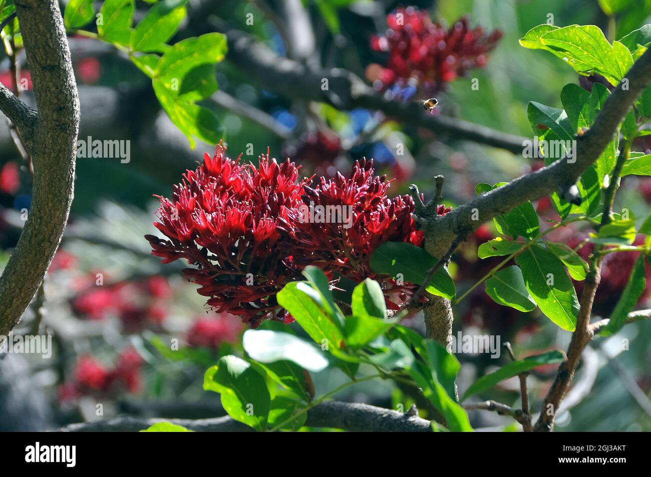 weeping boer-bean, tree fuchsia, African greenheart and African walnut, Schotia brachypetala, papagájfa, Africa Stock Photo