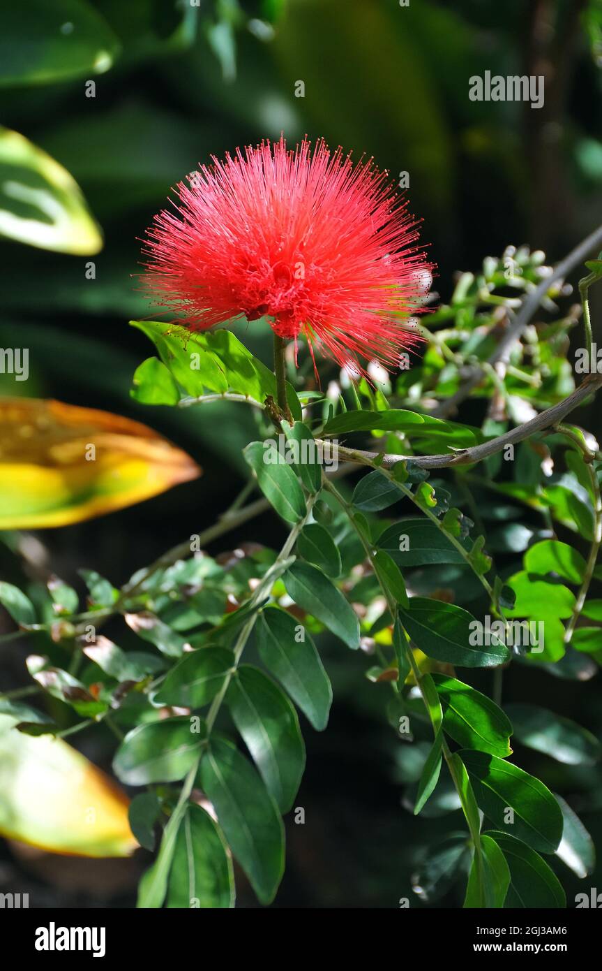Calliandra haematocephala, piros púderpamacscserje, South-America Stock Photo