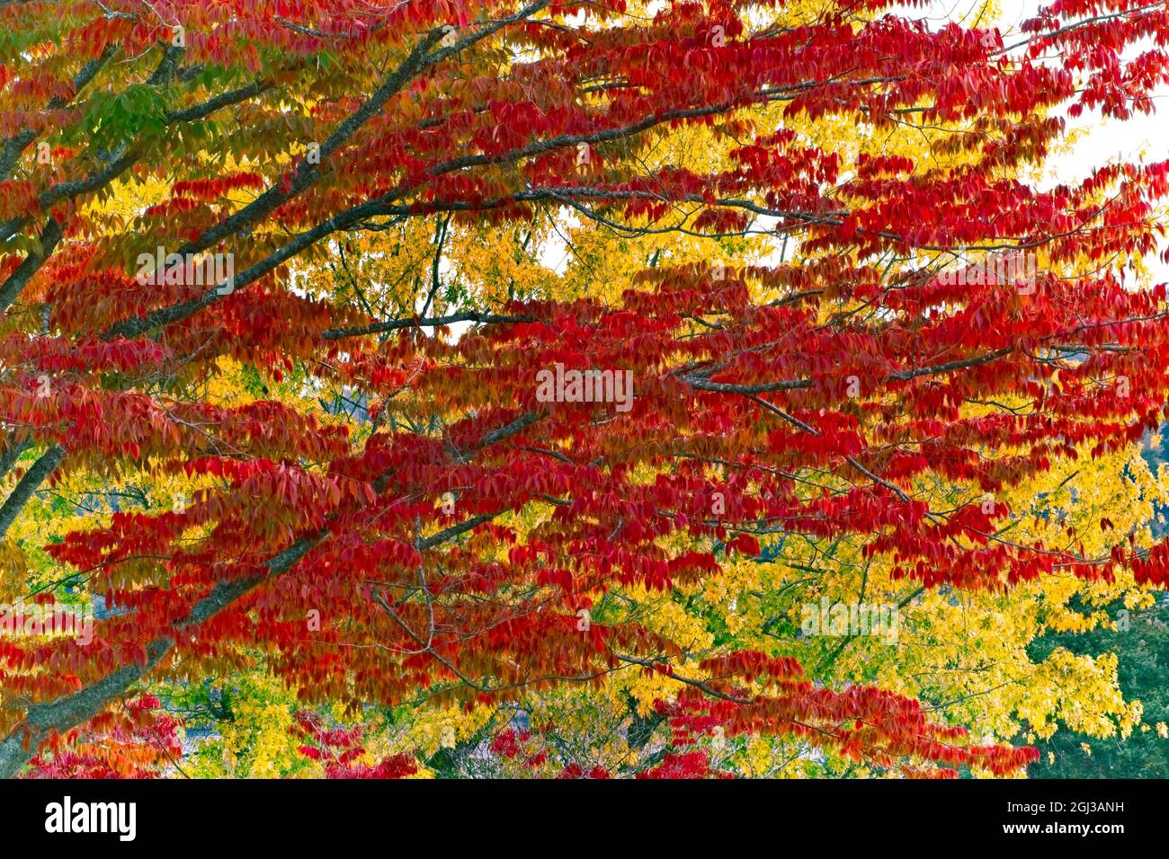 Port Gamble Fall Colors - Some of the trees in Port Gamble, WA turning colors in the Fall.  Taken near the cemetery. Stock Photo