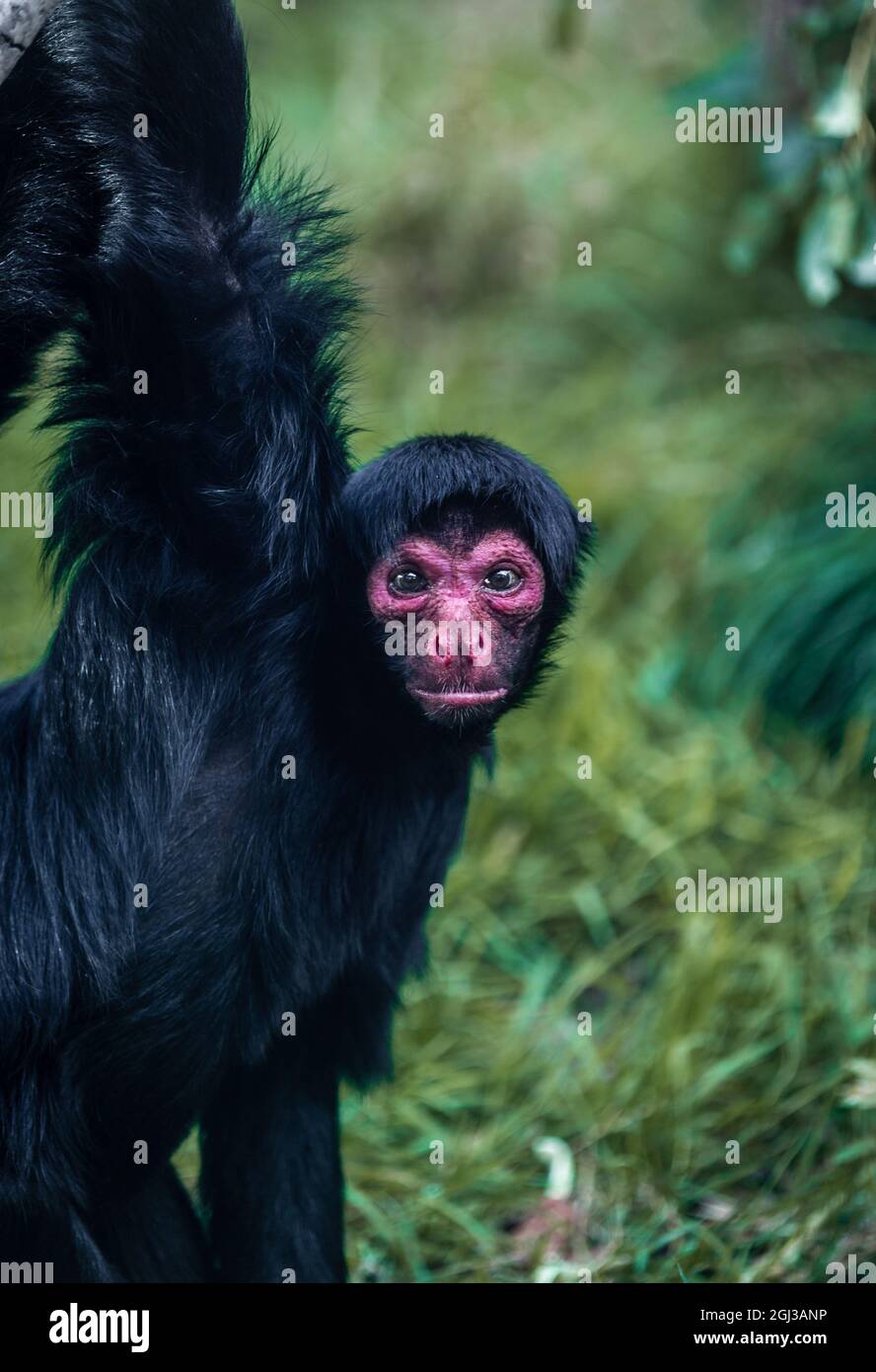 Redfaced Spider Monkey Macaco Aranha Preto Stock Photo 1370302802