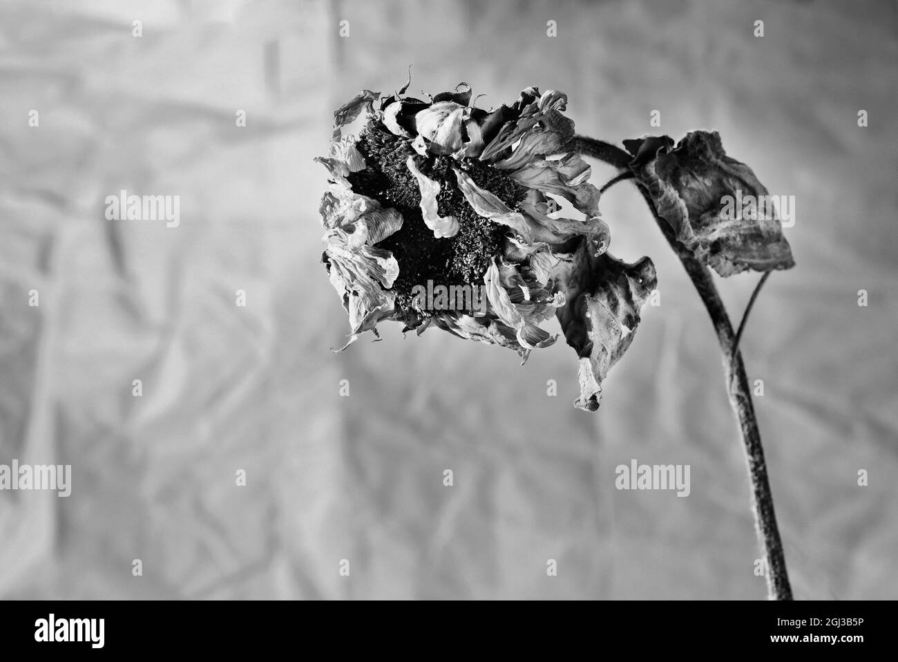 Black and white sunflower hi-res stock photography and images - Alamy