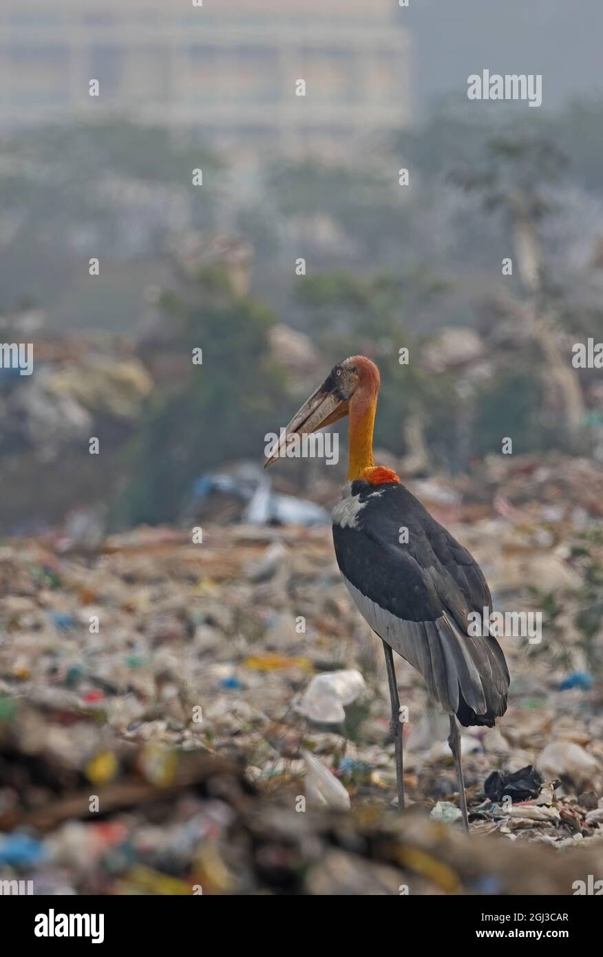 Greater Adjutant (Leptoptilos dubius) adult on rubbish dump  Guwahati, Assam, India         January Stock Photo