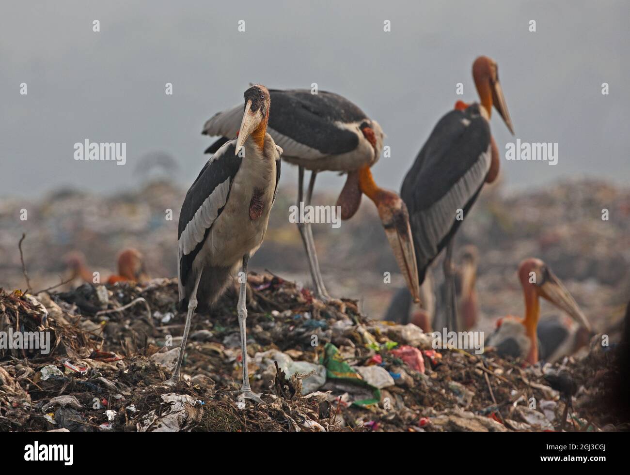 Greater Adjutant (Leptoptilos dubius) adults on rubbish dump  Guwahati, Assam, India         January Stock Photo