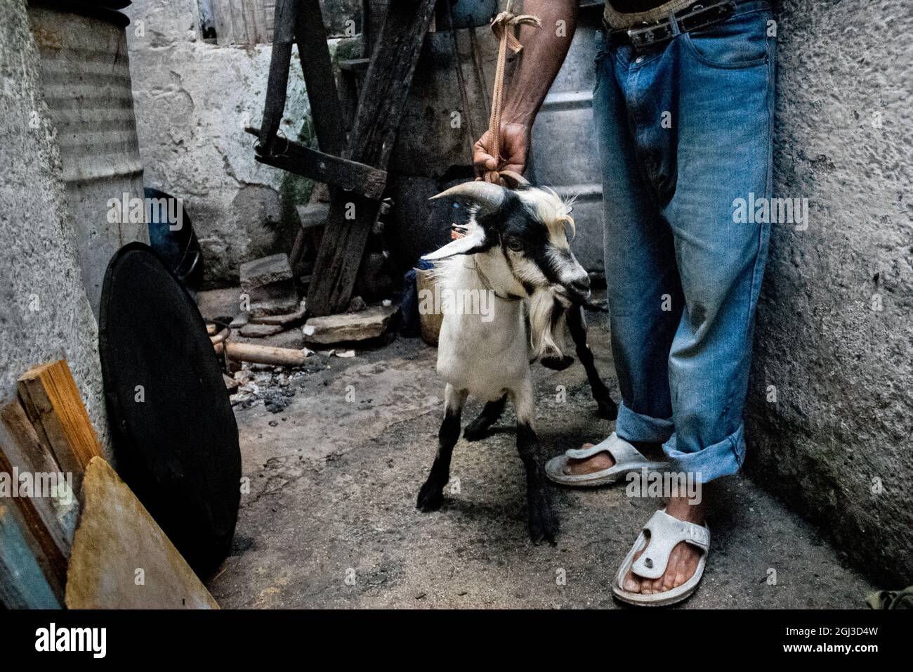 A Cuban man keeps a goat for a sacrifice during the Palo religion ritual in  Santiago de Cuba, Cuba, August 1, 2009 Stock Photo - Alamy