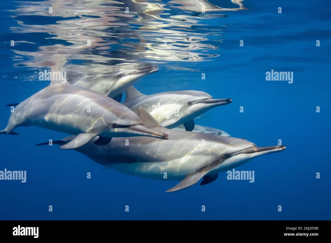 Hawaiian spinner dolphin, Stenella longirostris longirostris, Kona Coast, Big Island, Hawaii, USA, Pacific Ocean Stock Photo