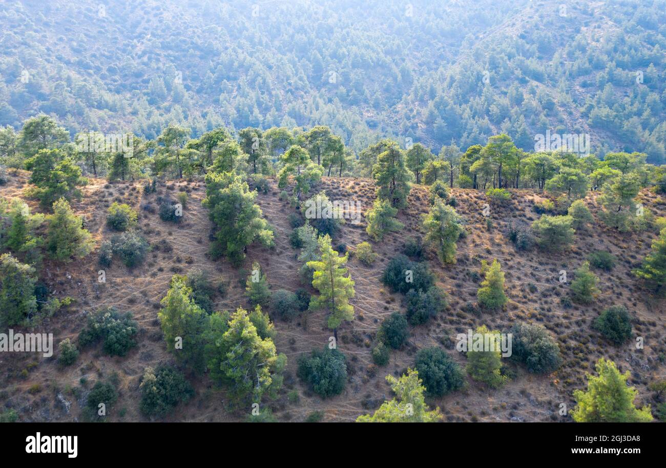 Mountain ridge covered with pine trees in Troodos mountains, Cyprus Stock Photo