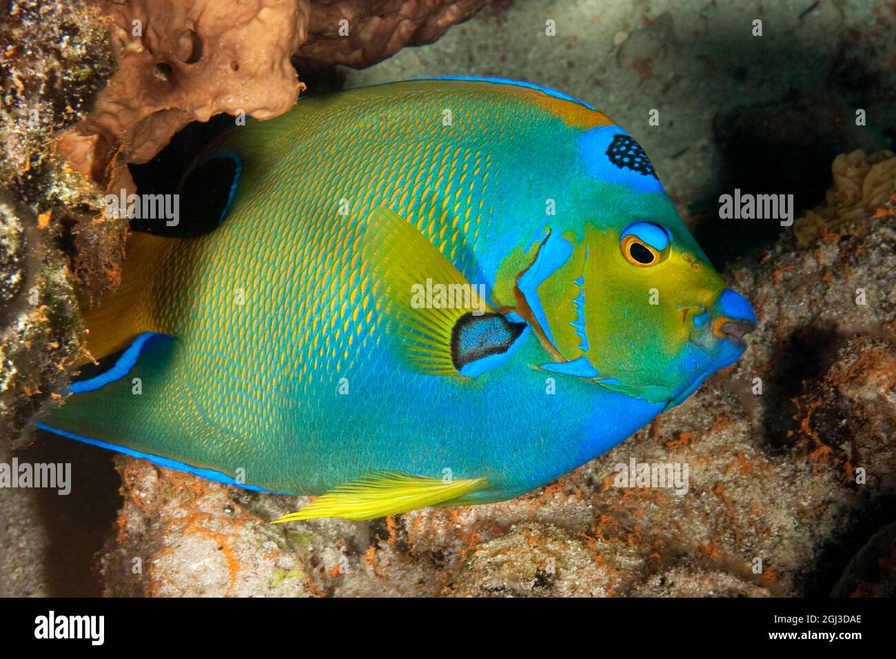Gueen angelfish hi-res stock photography and images - Alamy