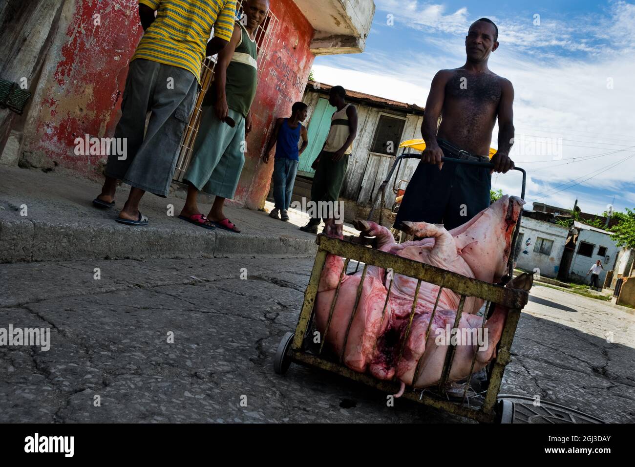 A Cuban man pushes a cart loaded with the body of a dead pig intended