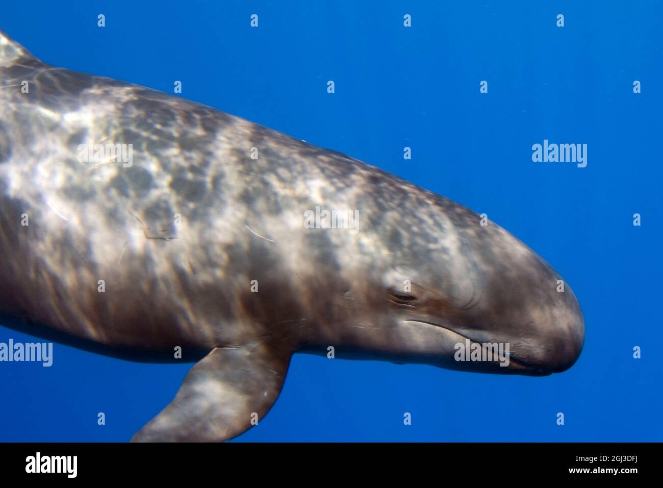 false killer whale, Pseudorca crassidens, Kona Coast, Big Island, Hawaii, USA, Pacific Ocean Stock Photo