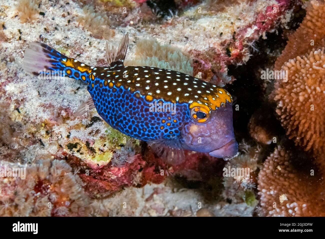 spotted boxfish, Ostracion meleagris, male, Kona Coast, Big Island, Hawaii, USA, Pacific Ocean Stock Photo