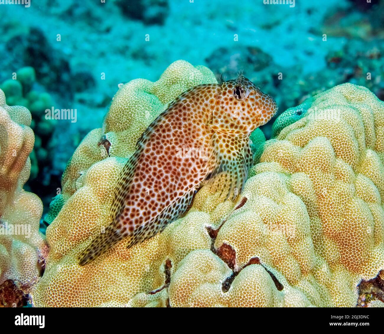 leopard blenny, spotted coral blenny, shortbodied blenny, Exallias brevis, Kona Coast, Big Island, Hawaii, USA, Pacific Ocean Stock Photo