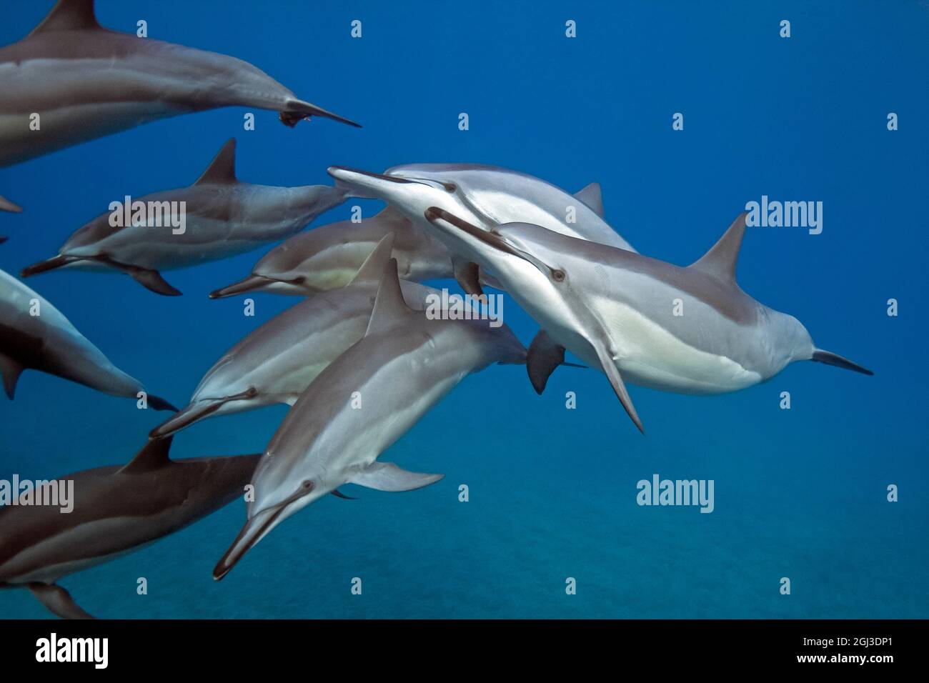 Hawaiian spinner dolphin, Stenella longirostris longirostris, Kona Coast, Big Island, Hawaii, USA, Pacific Ocean Stock Photo