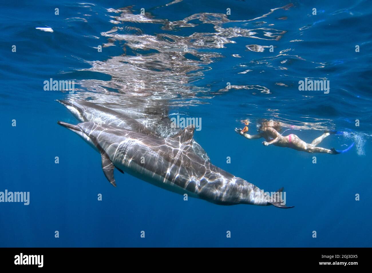 Hawaiian spinner dolphin, Stenella longirostris longirostris, and woman snorkeler, Kona Coast, Big Island, Hawaii, USA, Pacific Ocean, MR Stock Photo