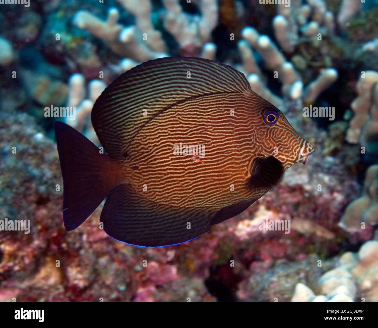 black surgeonfish, Acanthurus gahhm, Kona Coast, Big Island Hawaii, USA, Pacific Ocean Stock Photo