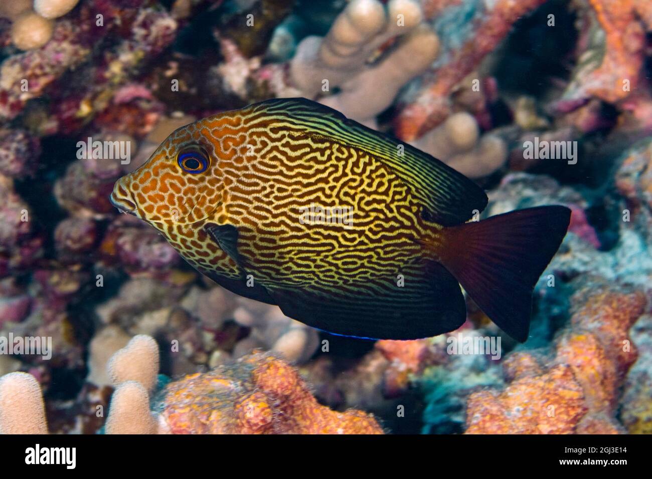 black surgeonfish, Acanthurus gahhm, juvenile, Kona Coast, Big Island Hawaii, USA, Pacific Ocean Stock Photo