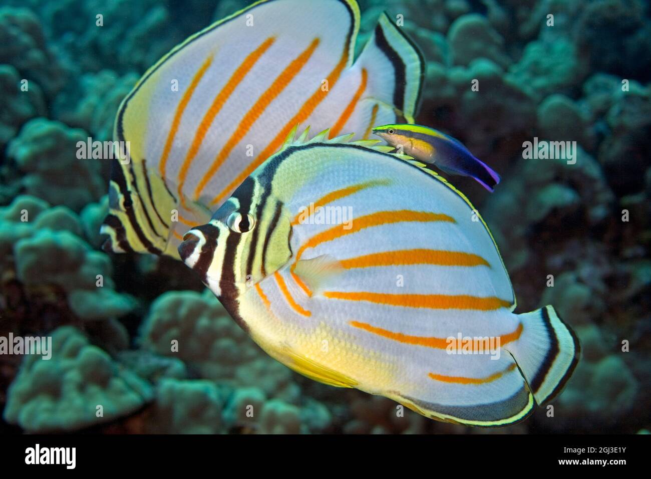 ornate butterflyfish, Chaetodon ornatissimus, being cleaned by a endemic Hawaiian cleaner wrasse, Labriodes phthirophagus, Kona Coast, Big Island, Haw Stock Photo