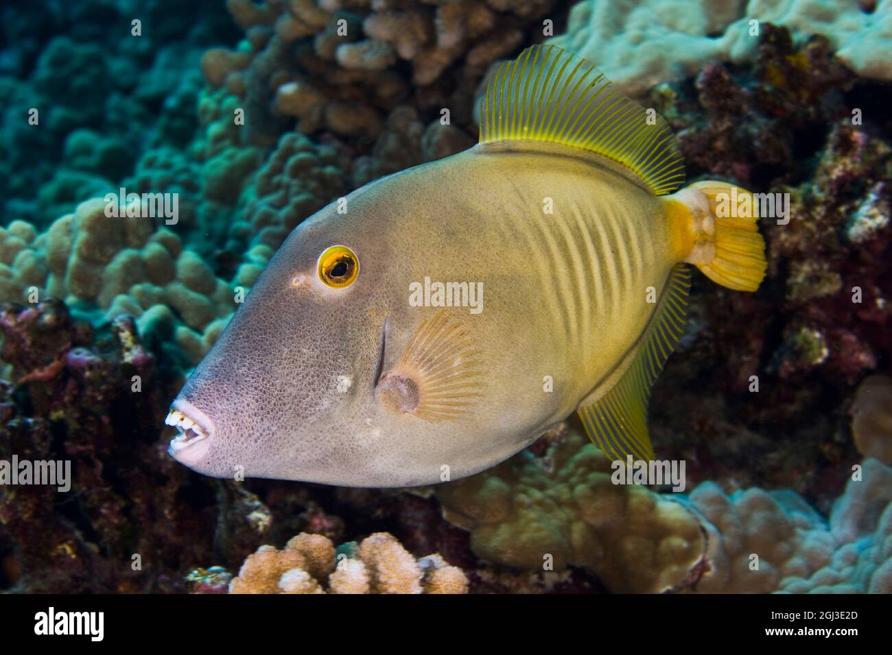 barred filefish, Cantherhines dumerilii, note teeth, Kona Coast, Big Island, Hawaii, USA, Pacific Ocean Stock Photo