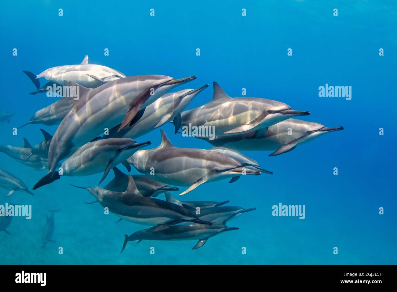 Hawaiian spinner dolphin, Stenella longirostris longirostris