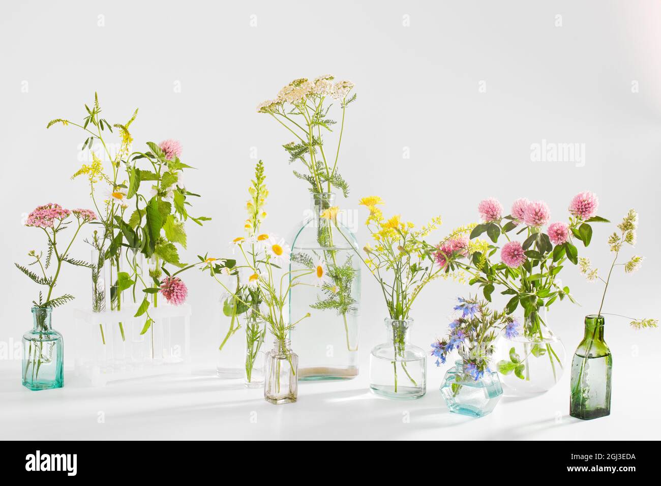 Wild field herbs in bottles of different shapes on a white-gray background as a decoration. Card, Bottle of essential oil with herbs on white backgrou Stock Photo