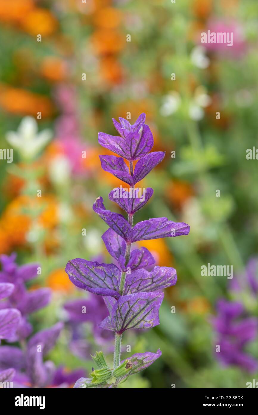Close up of purple annual sage (salvia horminium) flowers in bloom Stock Photo
