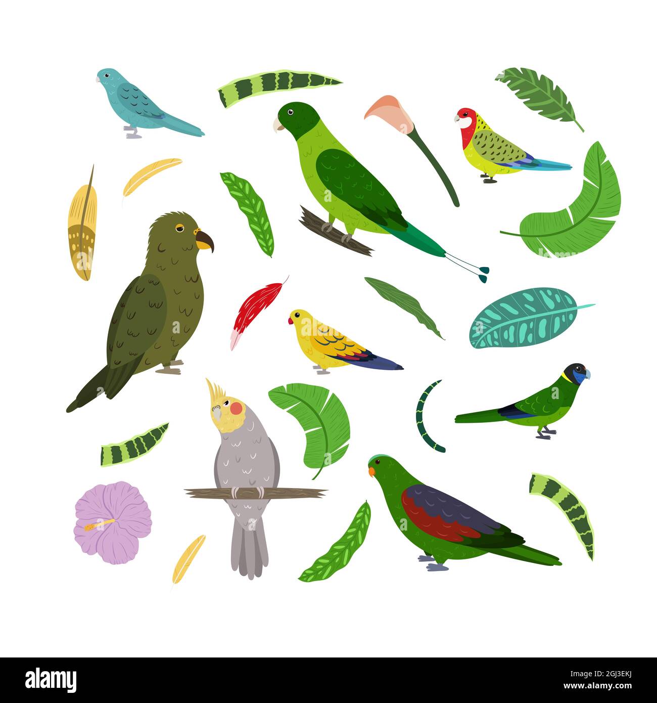 Design template with parrots in square for kid print. Rectangle composition of tropical birds kea, racket tail, red winged, rosella and cockatiel. Vector set of jungle life in cartoon style. Stock Vector