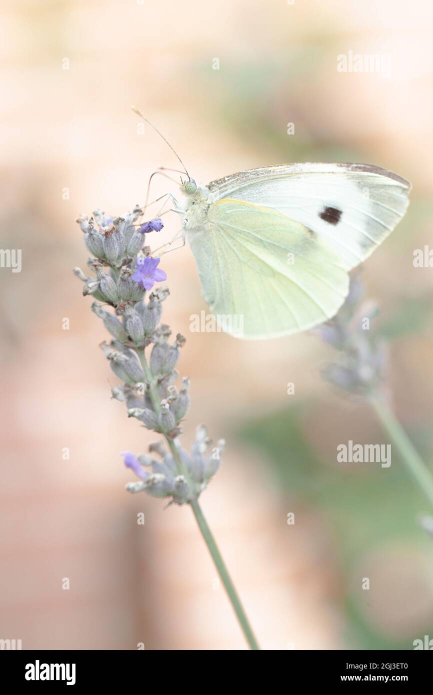 Common Brimstone, Gonepteryx rhamni, or cabbage butterfly, on a lavender plant. High quality photo Stock Photo