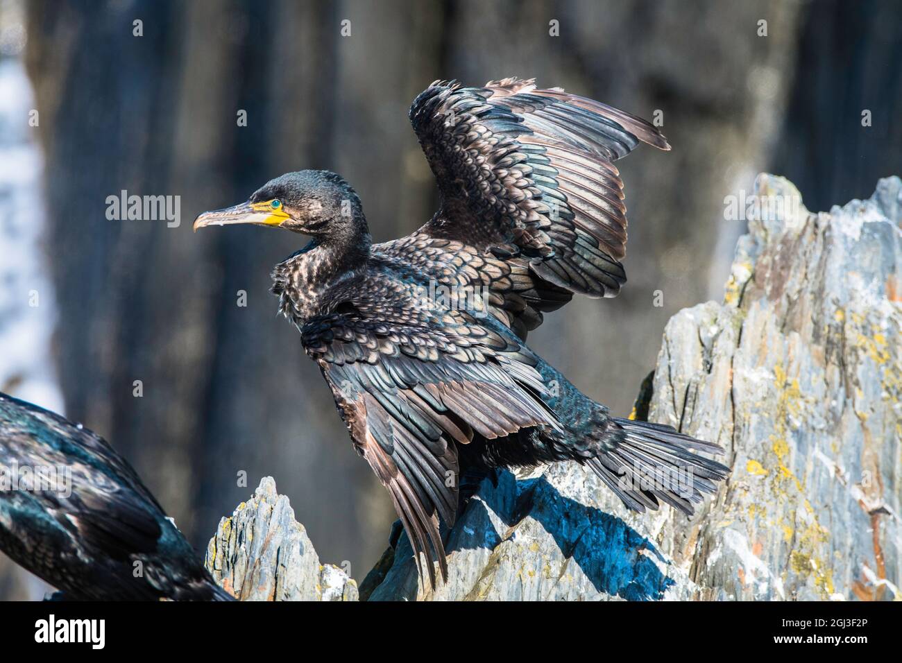 A lone Shag drying its wings on a rock face Stock Photo