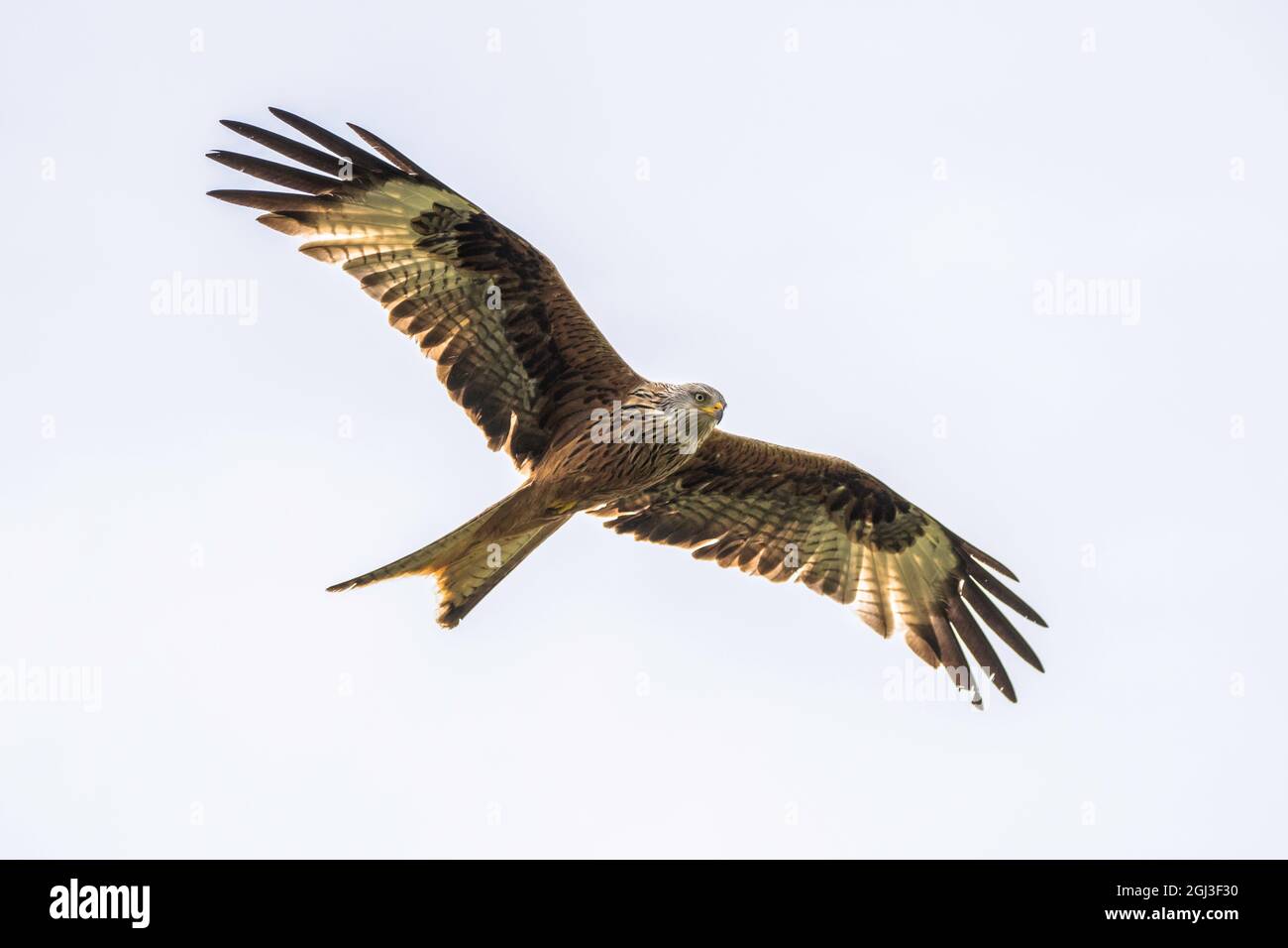 Red kites flying over the countryside in mid Wales Stock Photo