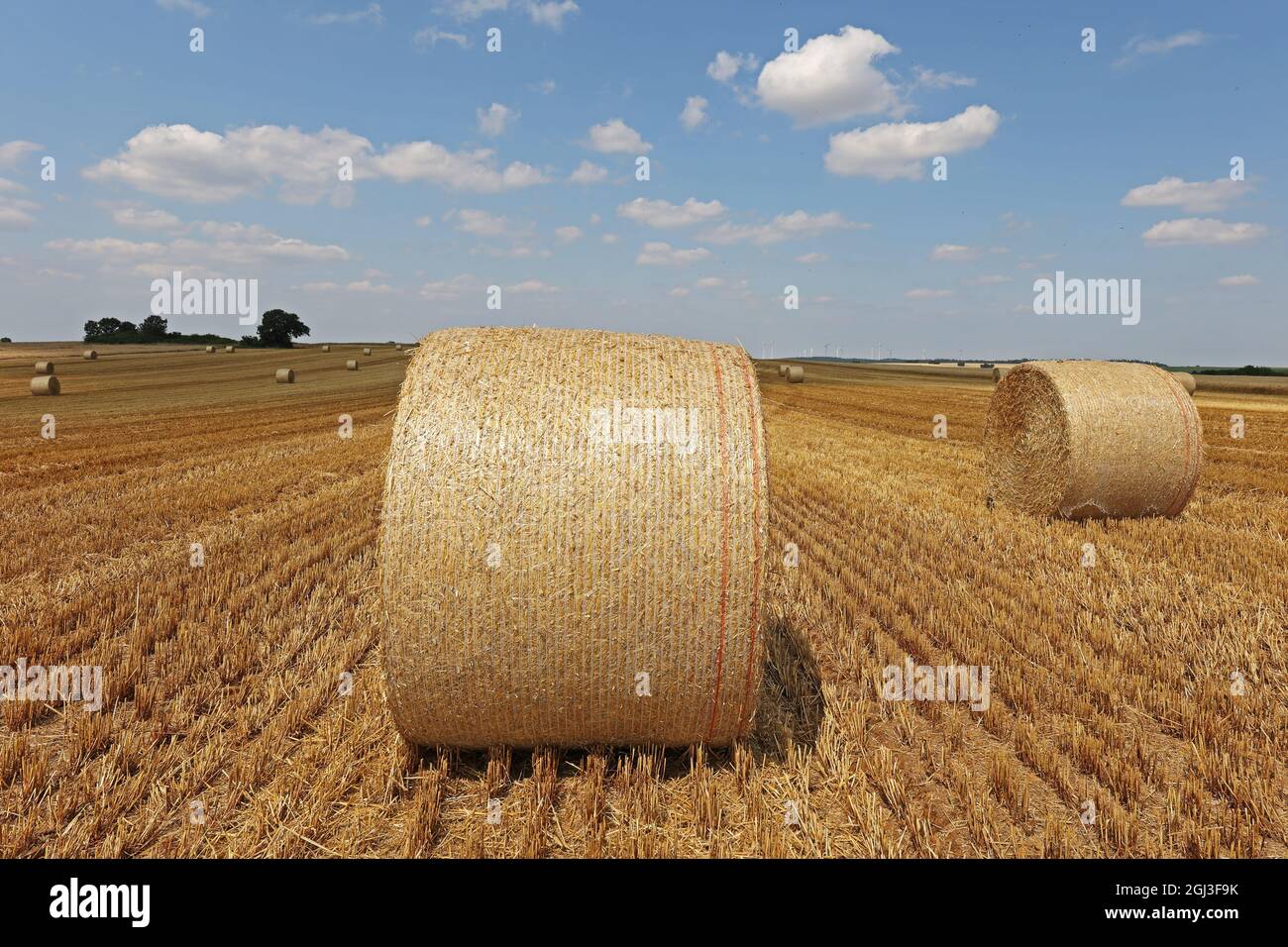Harvested field with several rolled hay bales in Summer Stock Photo - Alamy