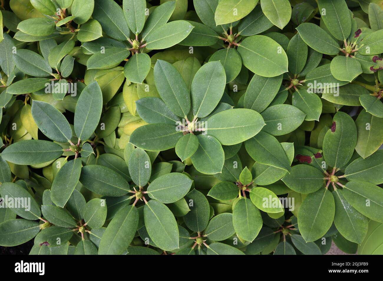 Fresh green leaves of Rhododendron flower tree. Stock Photo