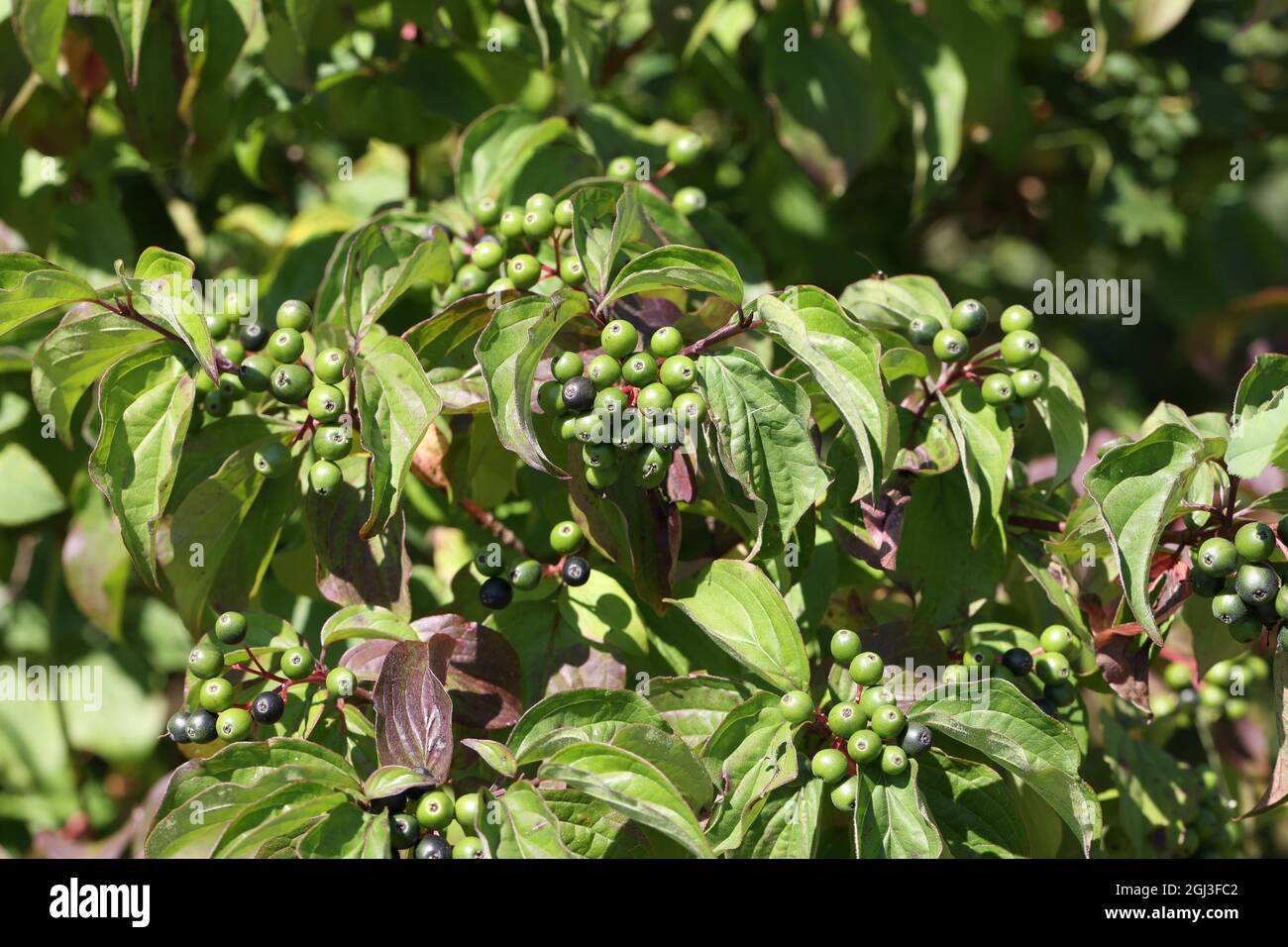 Green berries ripen on bushes in the forest Stock Photo - Alamy