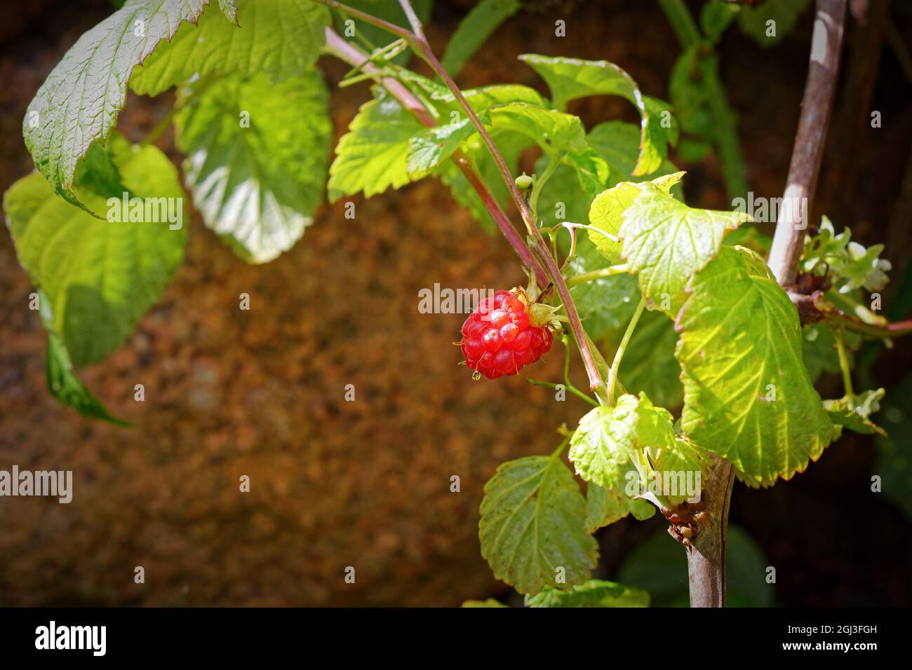 Juicy raspberry berry on the background of a stone illuminated by the rays of the morning sun. Stock Photo