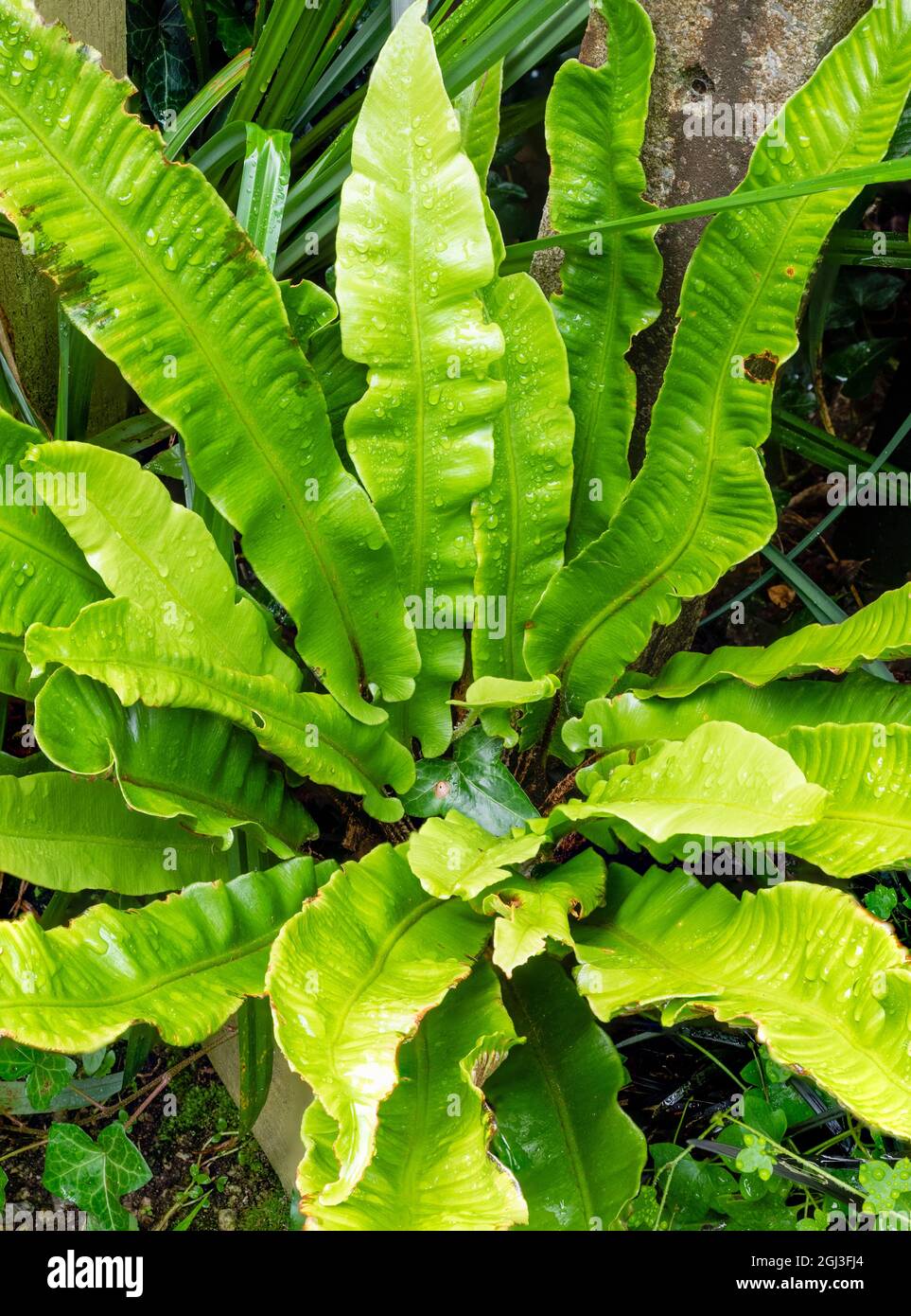 Shuttlecock like evergreen fronds of the UK native hart's tongue fern, Asplenium scolopendrium Stock Photo