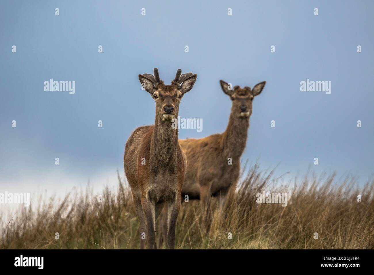 Red Deer on Big Moor in the English Peak District, Wild herd Stock Photo