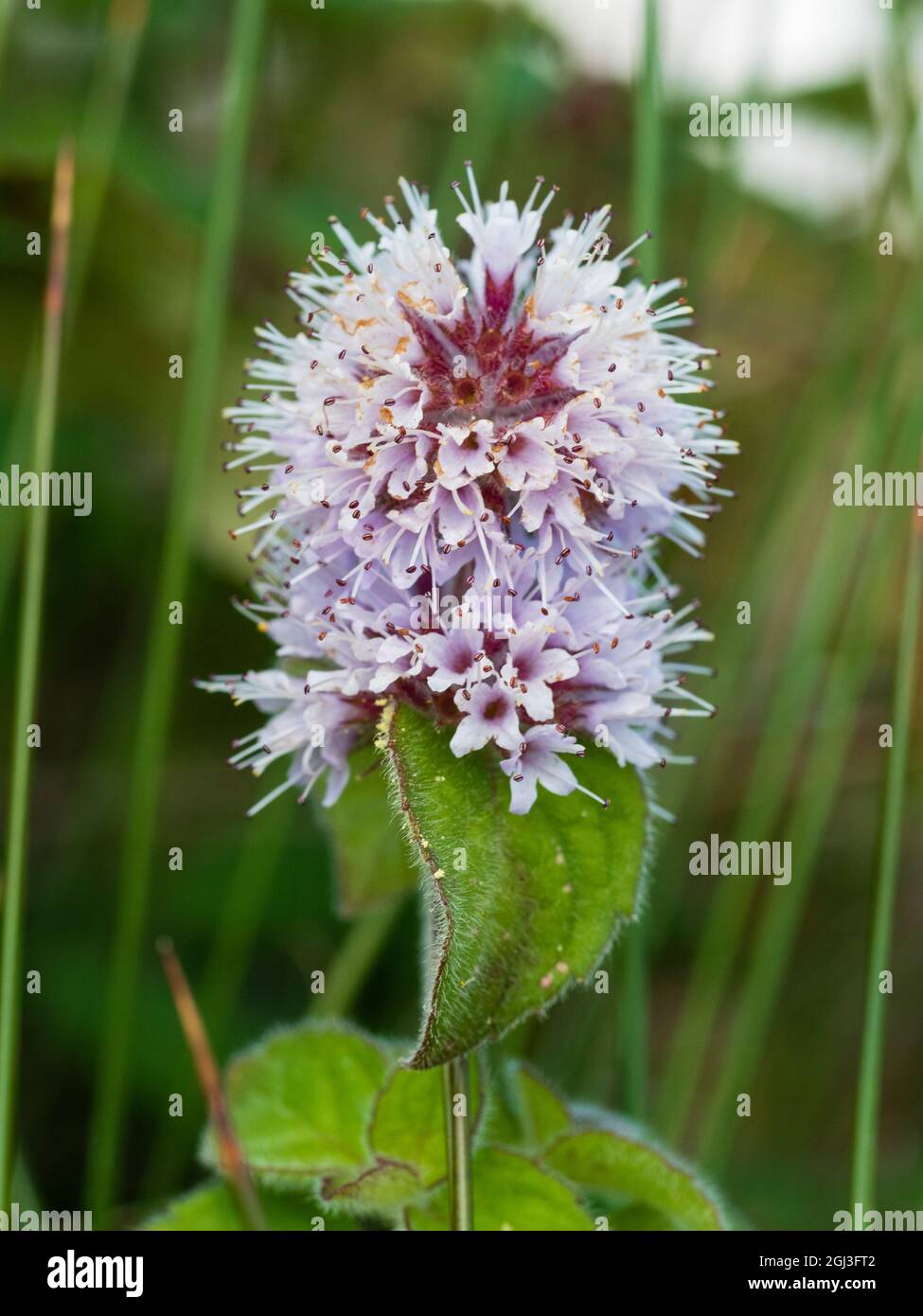 Flowers of the marginal aquatic UK native bog plant, Mentha aquatica, Water Mint Stock Photo