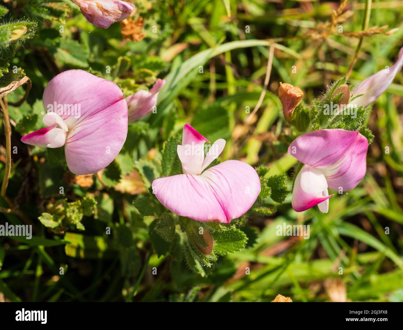 Pink pea flowers of the UK native wildflower, Ononis repens, Common Restharrow Stock Photo
