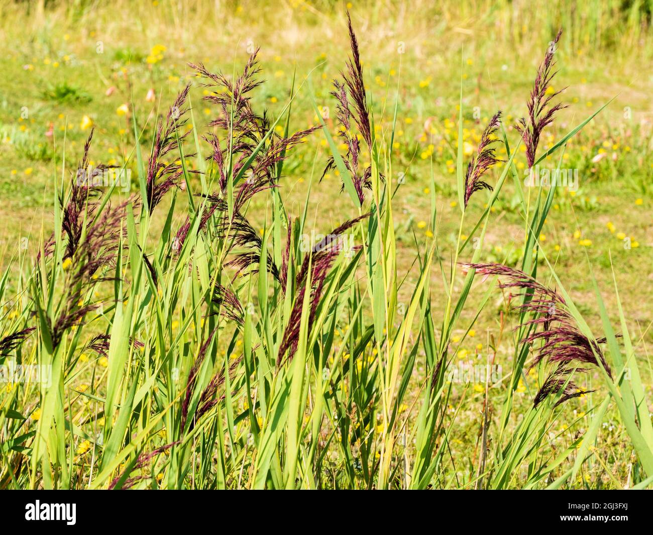 Phragmites australis hi-res stock photography and images - Alamy
