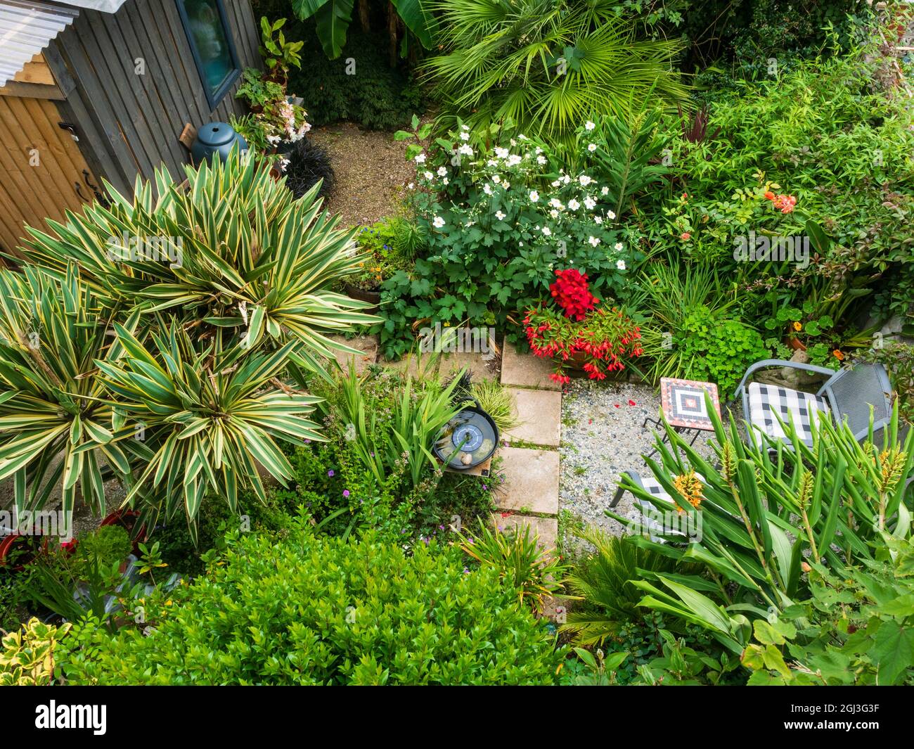 Overhead view of a small exotic garden in Plymouth, Devon, UK showing late summer lush growth Stock Photo