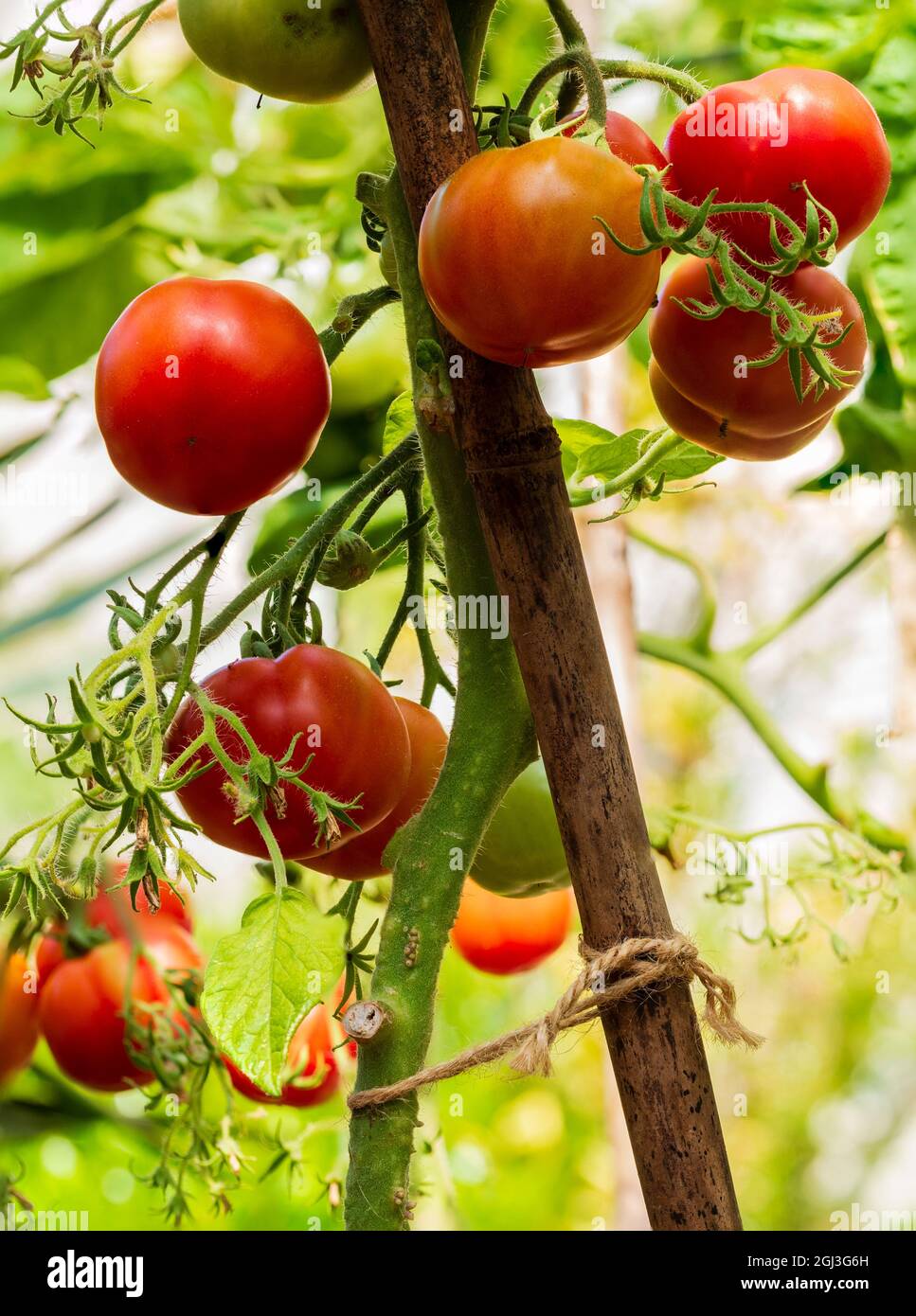 Ripening summer fruits of the tender annual tomato, Solanum lycopersicum 'Outdoor Girl' Stock Photo