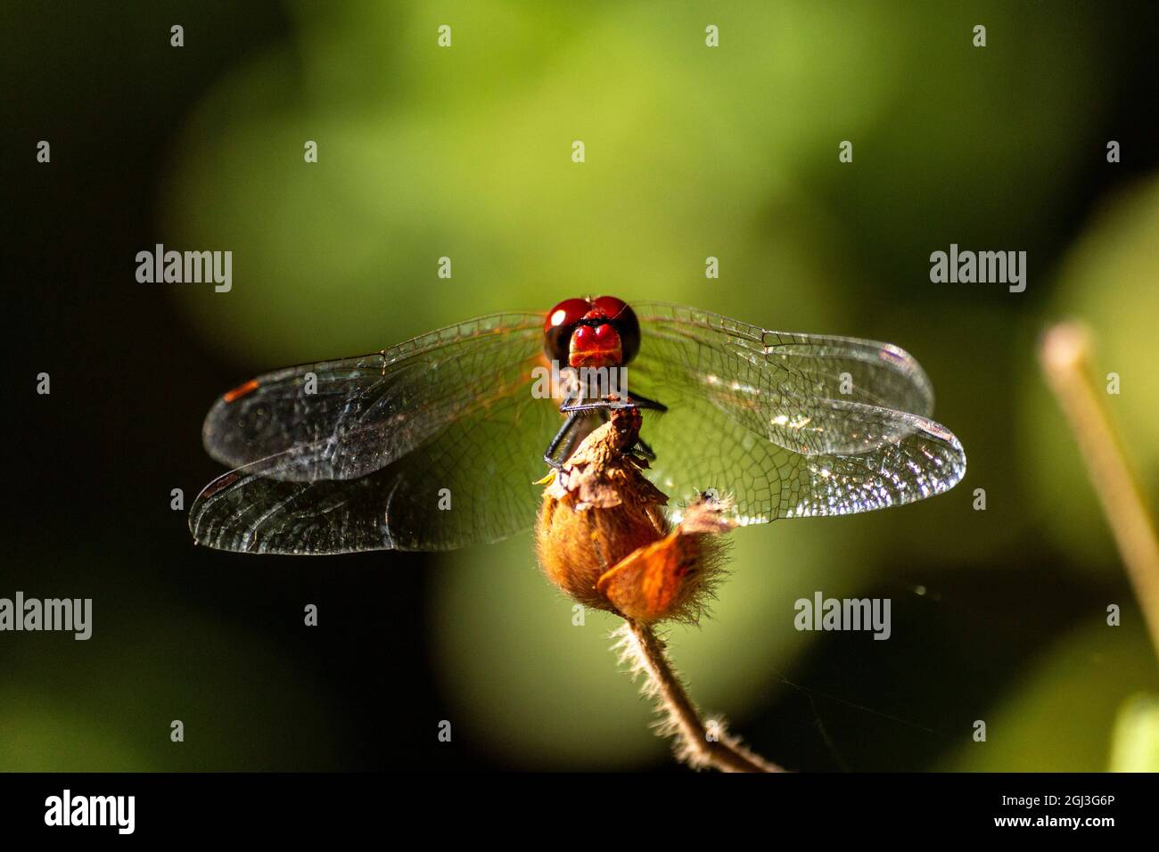 Macro photo of a dragonfly head Stock Photo - Alamy