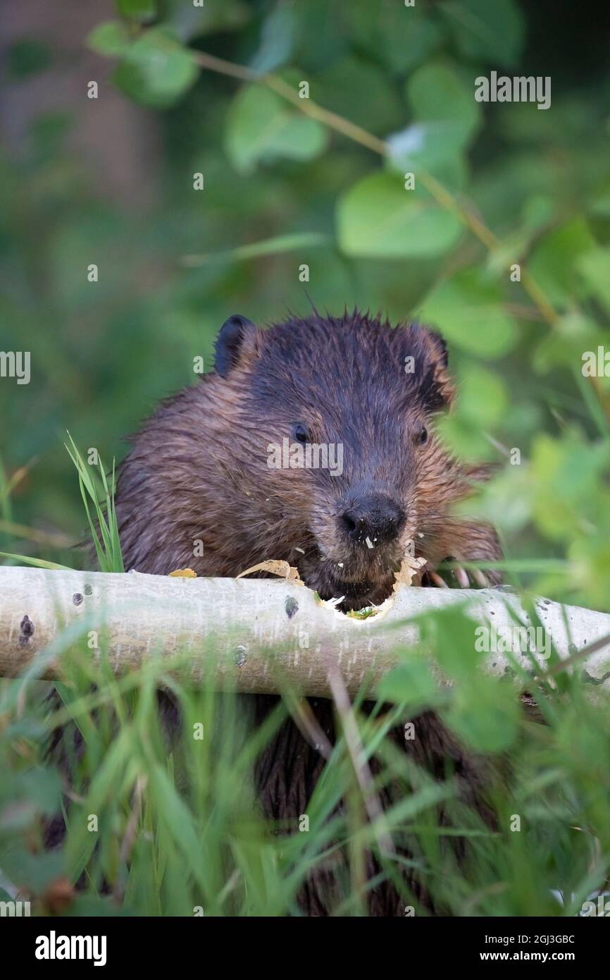 North American beaver chewing through a Trembling Aspen tree trunk after cutting it down, to make smaller pieces to be carried back to the lodge. Stock Photo