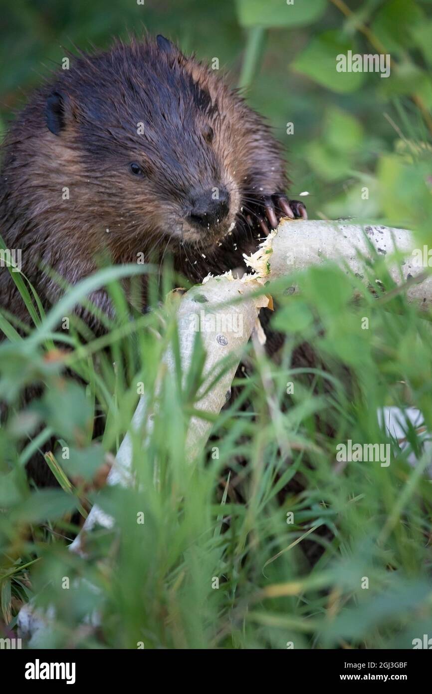 North American beaver felling a Trembling Aspen tree trunk to take back to its lodge. Castor canadensis. Stock Photo