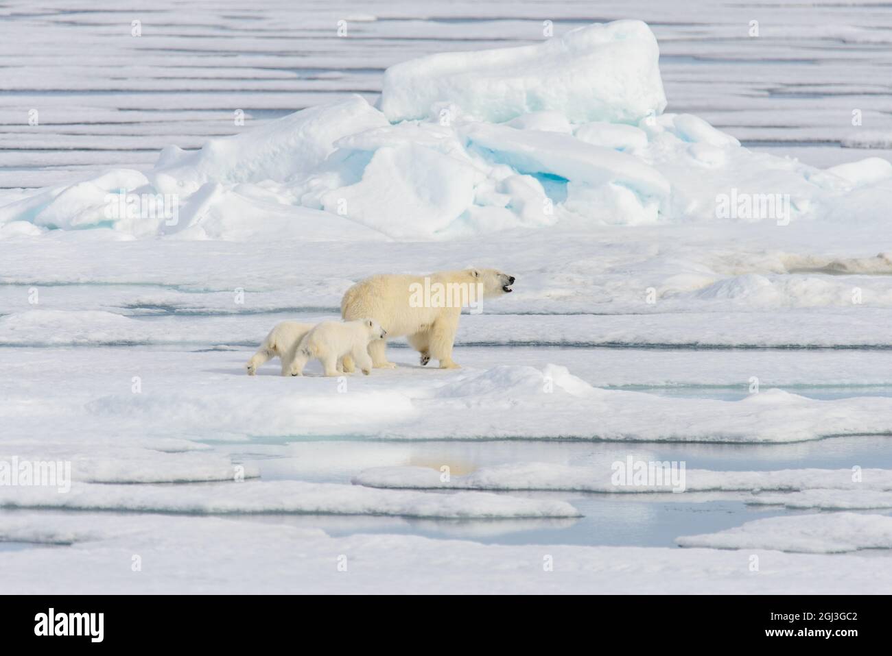 Polar bear mother (Ursus maritimus) and twin cubs on the pack ice ...