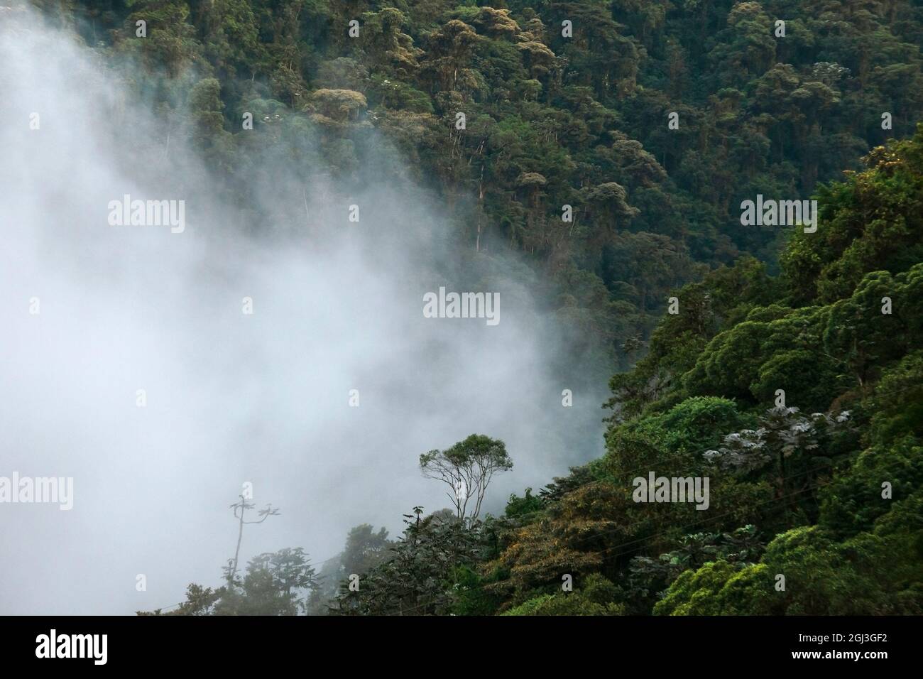 Fog moving through cloud forest trees in the Tandayapa Valley on the western slope of the Andes Mountains, Ecuador. View from above. Stock Photo