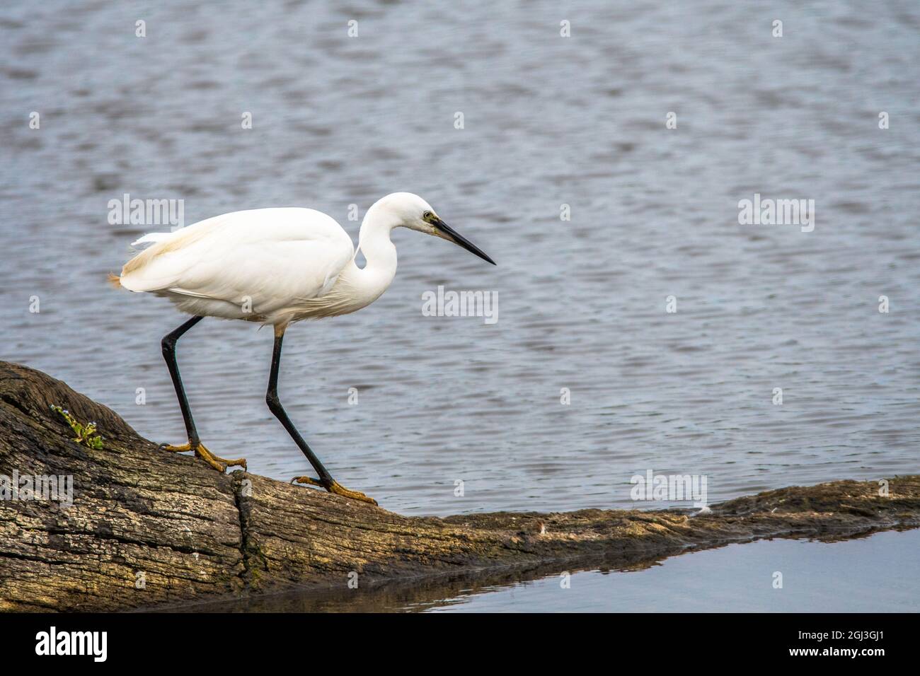 Little Egret hunting for food on the shoreline Stock Photo Alamy