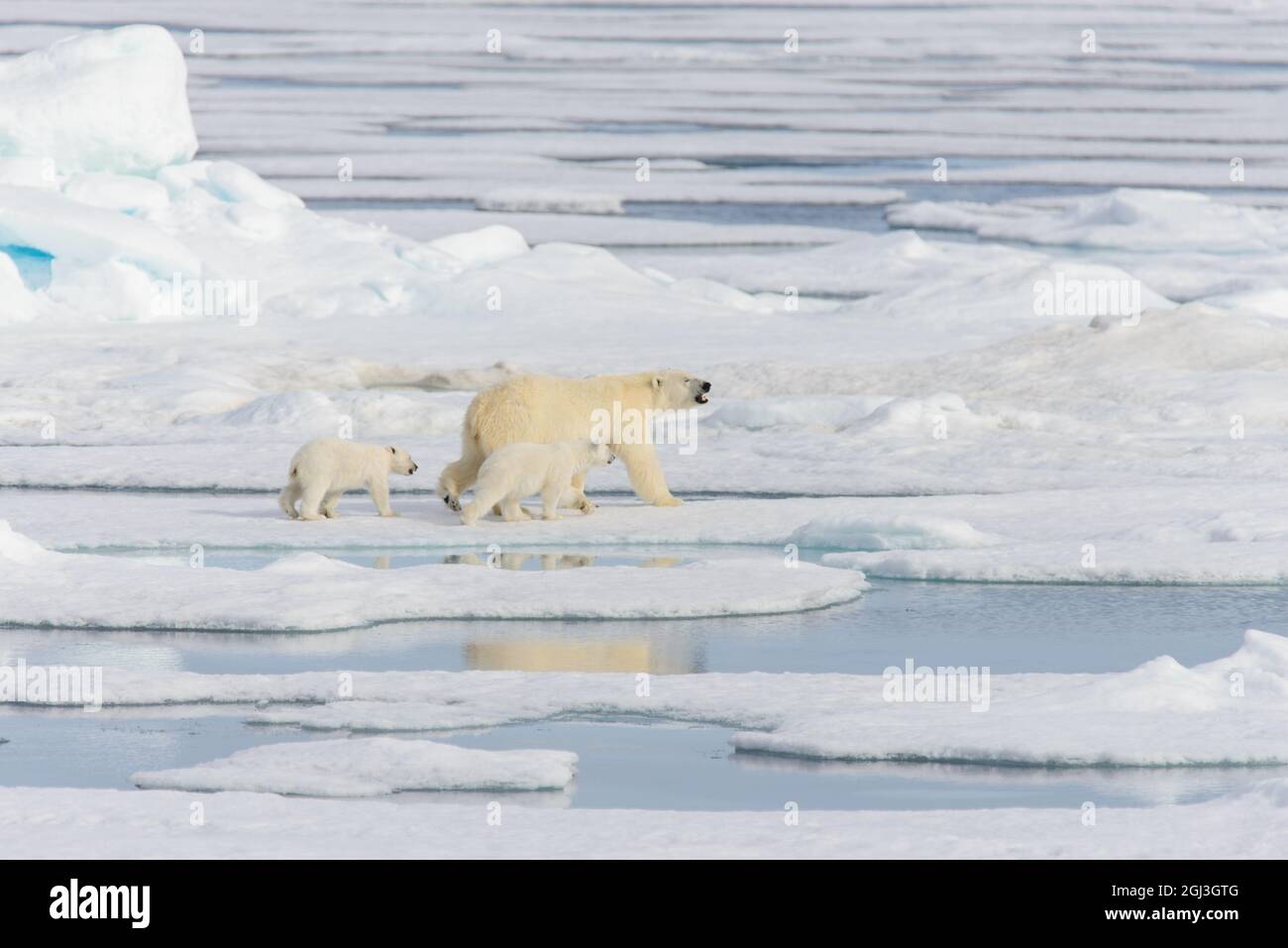 Polar bear mother (Ursus maritimus) and twin cubs on the pack ice ...
