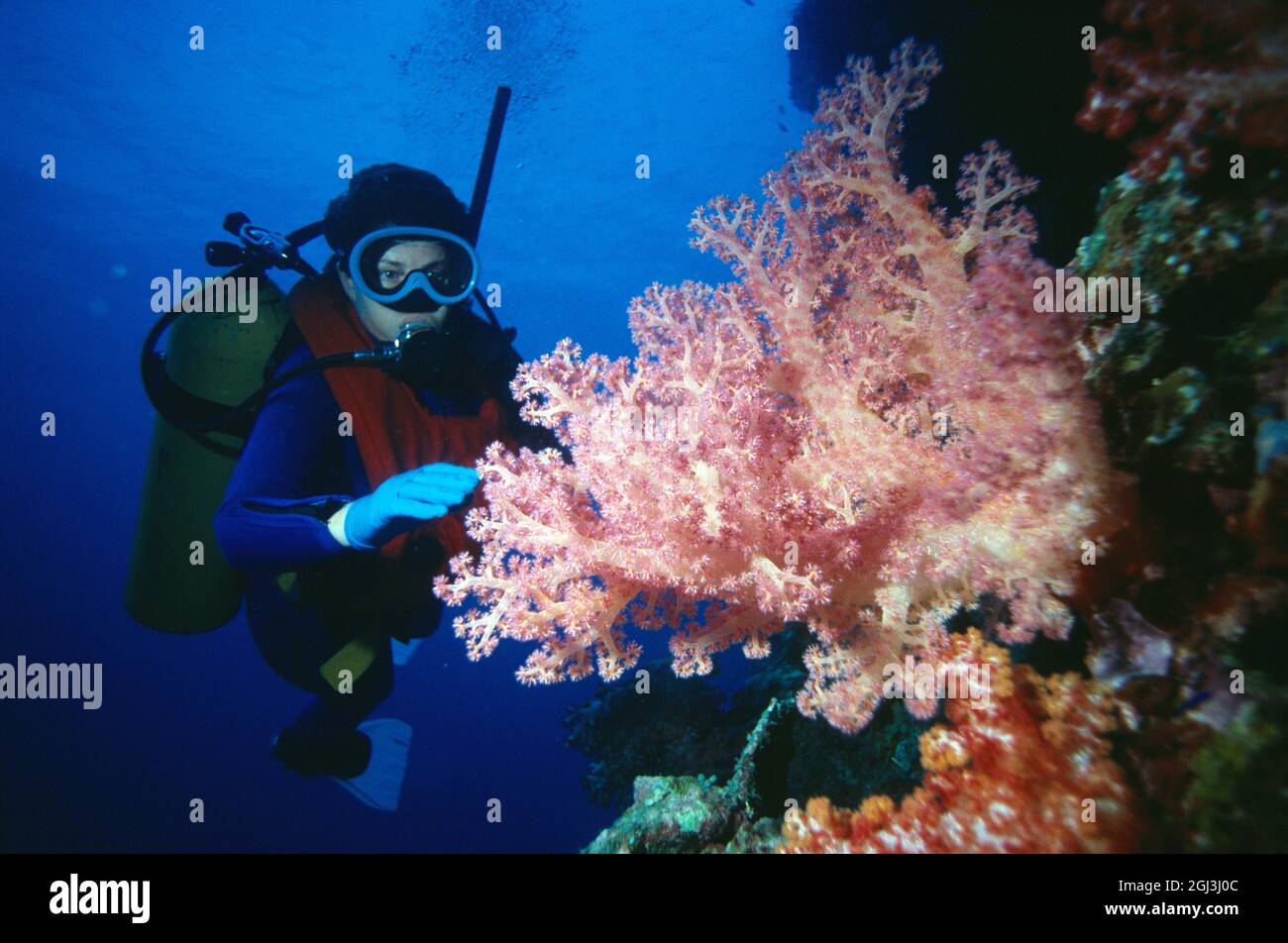 Papua New Guinea. Rabaul. Scuba diver underwater with Gorgonian Coral. Stock Photo